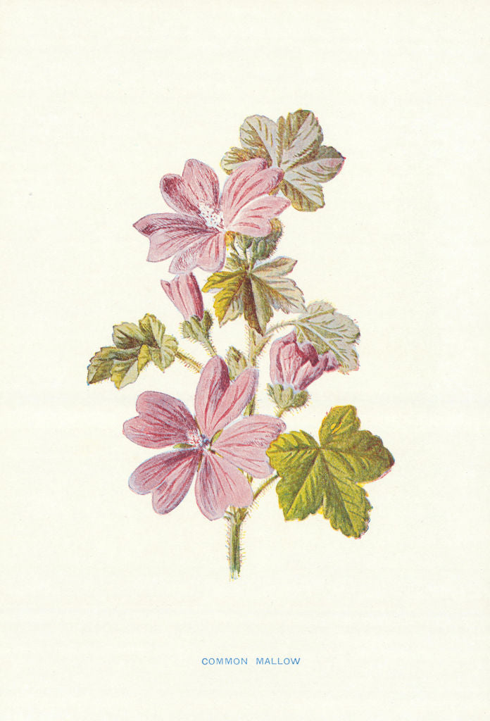 Common Mallow. Wild Flowers by Frederick Edward Hulme c1895 old antique print